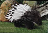 Security Porcupine 1s.jpg (151046 bytes)